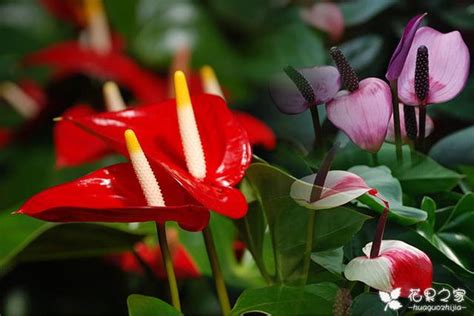 紅掌花怎麼養